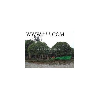 四川乾景園林供應(yīng)廣玉蘭10-17