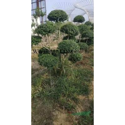 如果需要采購(gòu)造型小葉女貞可以到江蘇常州，本基地有很多精品造型