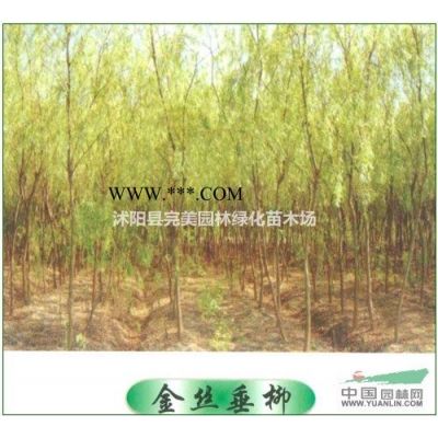 江蘇小葉黃楊價格12元每株