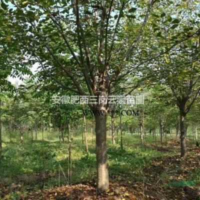 供應叢生樸樹 精品樸樹  移植樸樹