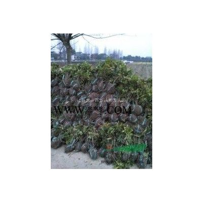 【廠區綠化苗基地直銷】廣玉蘭，紅花紫薇，紅葉石楠，金邊黃楊等