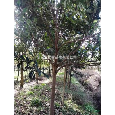 江蘇供應廣玉蘭，紅玉蘭，白玉蘭，大葉女貞規格*
