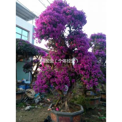 福建省漳州市，紅玉蘭，紫玉蘭，廣玉蘭基地