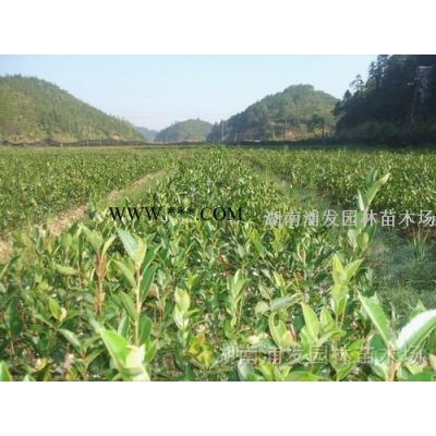 廣玉蘭-廣玉蘭價格-批發荷花玉蘭樹