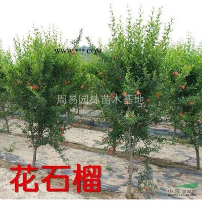 金邊黃楊。金葉女貞（杯）瓜子黃楊。紅葉石楠（杯苗）各種色塊苗