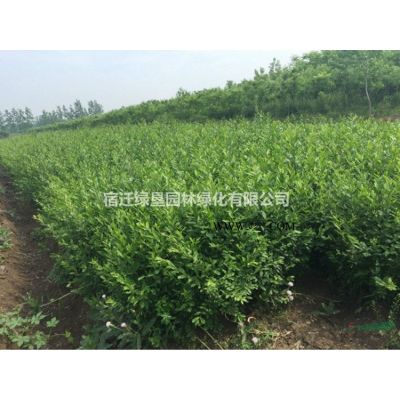 廣玉蘭·廣玉蘭圖片·廣玉蘭種植基地