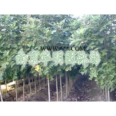 精品廣玉蘭，河南廣玉蘭價格行情