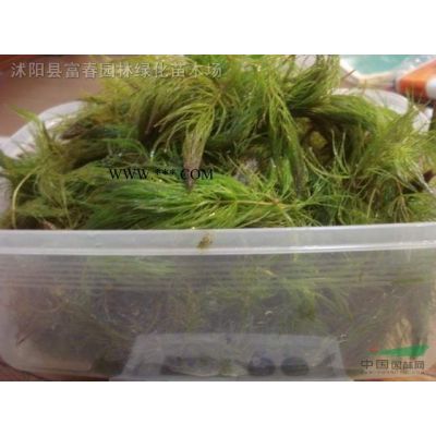 常綠喬木-羅漢松，羅漢松球，羅漢松直銷基地，又名羅漢杉