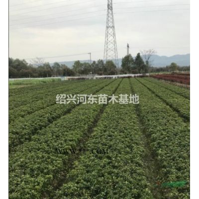 浙江嵊州樂昌含笑5-18公分 精品樂昌含笑 樂昌含笑報價