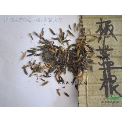 供應(yīng)綠化苗 紅葉石楠 紅葉石楠球 獨(dú)桿紅葉石楠 規(guī)格*