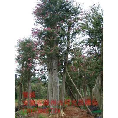 安徽紅葉石楠供應 滁州紅葉石楠供應