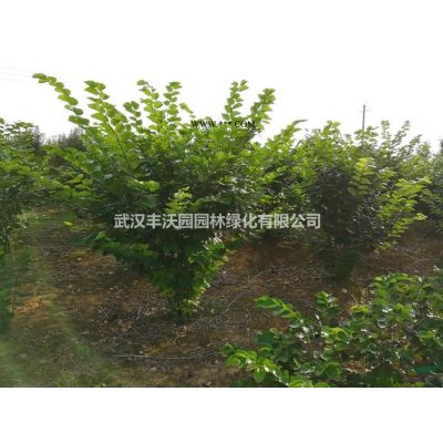 武漢豐沃園園林綠化有限公司苗圃提供胸徑5-8cm紅葉石楠