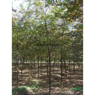 江西紅葉石楠小苗基地，高度30-80公分紅葉石楠小杯苗