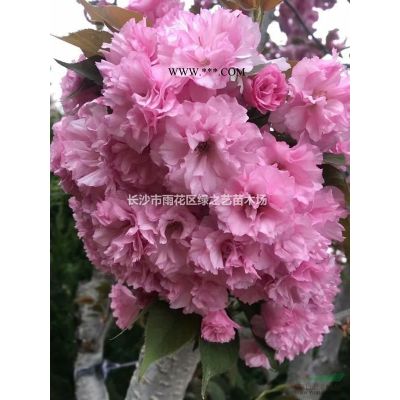 紅葉石楠球  毛球 精品球P120公分