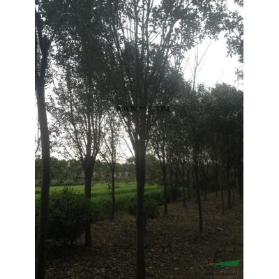香泡供應(yīng)/香泡圖片