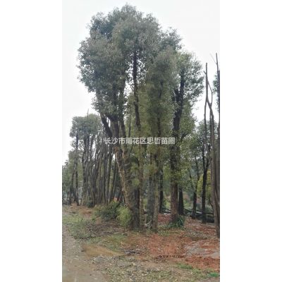 羅漢松，造型羅漢松，大量供應(yīng)8-30公分羅漢松價格