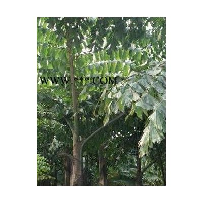 塔柏，桂花樹(shù),樟樹(shù),杜英，紅枝木,羅漢松，紫微等綠化苗木