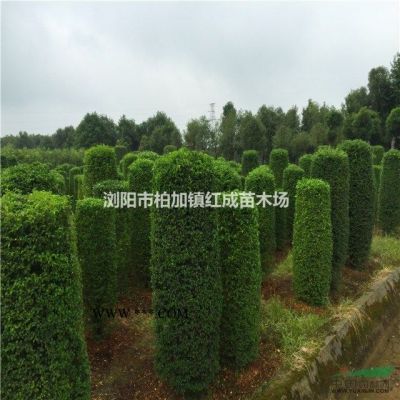 批發(fā)湖南樂昌含笑、樂昌含笑價格、湖南樂昌含笑價格、樂昌含笑樹
