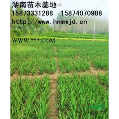紅葉石楠球 瀏陽市澤云苗木種植專業合作社