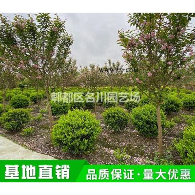 成都矮棕竹種植_棕竹批發(fā)基地_櫻櫚竹報價_竹矮價格_棕櫚竹綠籬