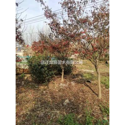 江蘇[產(chǎn)品]/江蘇紅葉石楠球 大小規(guī)格紅葉石楠球價(jià)格/報(bào)價(jià)