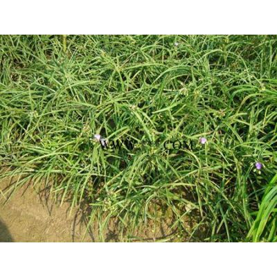 桂花、紅葉石楠等苗木