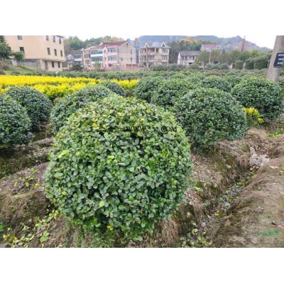 紅葉石楠小毛球
