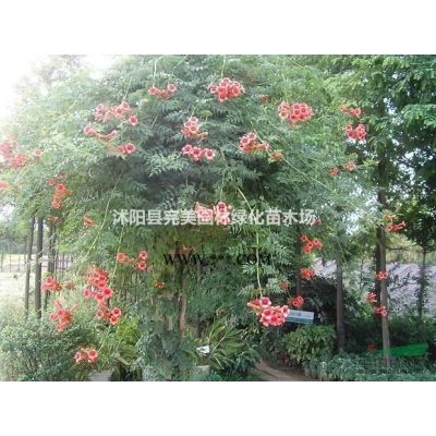 供應(yīng)高桿龍柏_龍柏條_龍柏樹