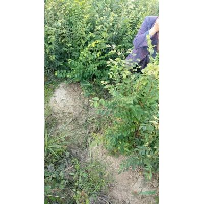 1公分羅漢松小苗批發(fā)，2年生羅漢松小苗基地