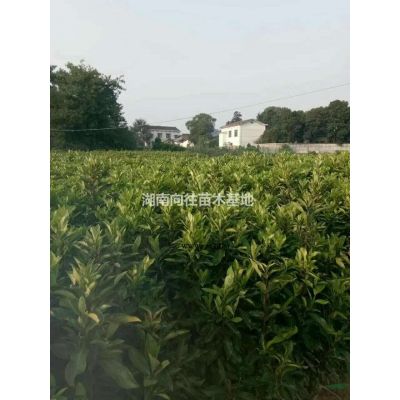 如果需要采購紅葉石楠的可以到本基地  采購高桿紅葉石楠來長沙