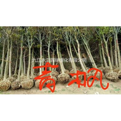 江西樂昌含笑2*新報價/樂昌含笑2圖片