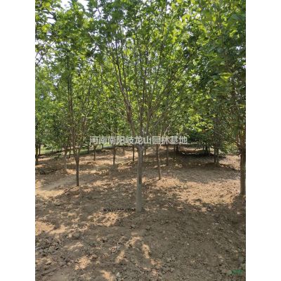 紅葉石楠基地 河南紅葉石楠 紅葉石楠價(jià)格 南陽(yáng)紅葉石楠