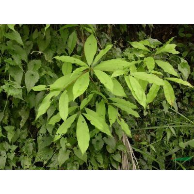 新聞：19年瀘州金葉女貞苗、紅葉石楠小苗、紫花風(fēng)鈴木苗新報(bào)價(jià)