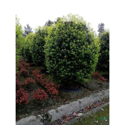 紅葉石楠球