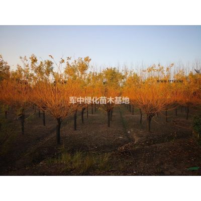 造型羅漢松基地/價格/圖片/產地/行情
