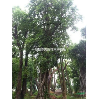 榕樹、香樟、沙樸、青岡櫟、羅漢松、紅花繼木、香泡等各類花木