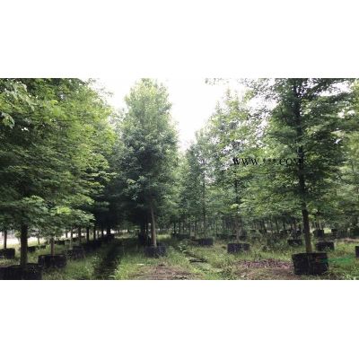 浙江香泡樹/  嵊州柚子樹/10公分柚子樹大量供應/香泡樹價
