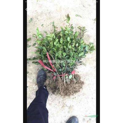 供應羅漢松種苗高度80-130公分湖南基地