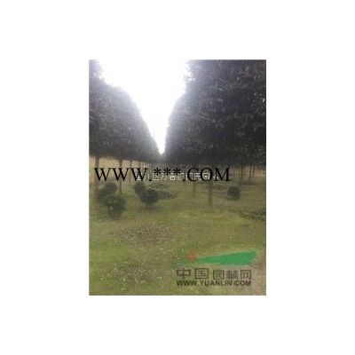 羅漢松盆景