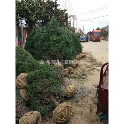 河南花木苗木棕櫚樹苗價格0.5元棕櫚樹售價更新