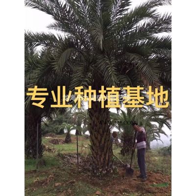 福建羅漢松價格 本地羅漢松報價 羅漢松樁頭價格造型羅漢松批發(fā)