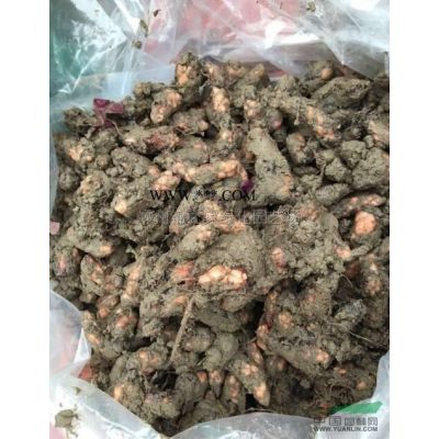 浙江龍柏價格便宜，優質龍柏苗批發，苗子粗壯不脫腳數量大土球好