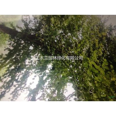 香泡2供應/香泡2圖片