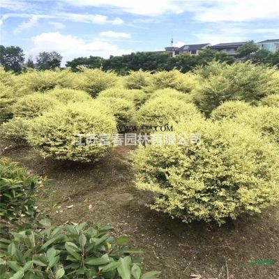 樂昌含笑，含笑，樂昌含笑苗，別名：南方白蘭花、廣東含笑