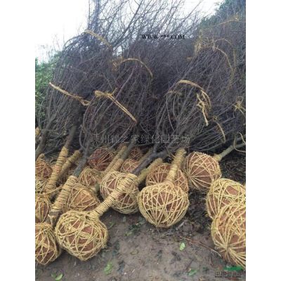 供應精品樂昌含笑8-20公分，數量800棵土球大，產地直銷