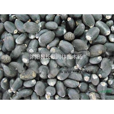 哪里有賣棕櫚種子的？什么價格？
