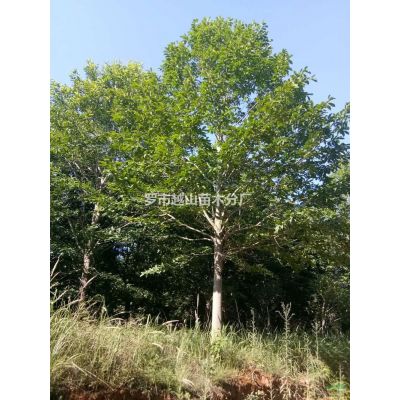 江西樂昌含笑 胸徑22-30公分，數(shù)量300棵 急售批發(fā)/供應(yīng)