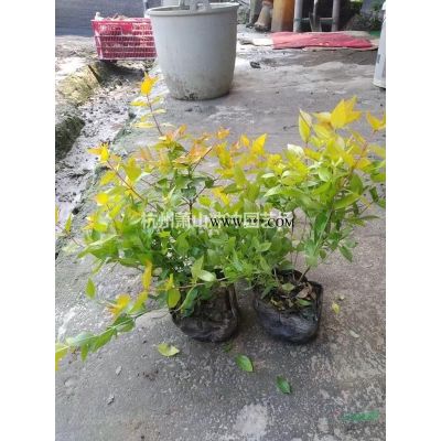 苗圃  處理1.2-1.5米高度紅葉石楠籬笆