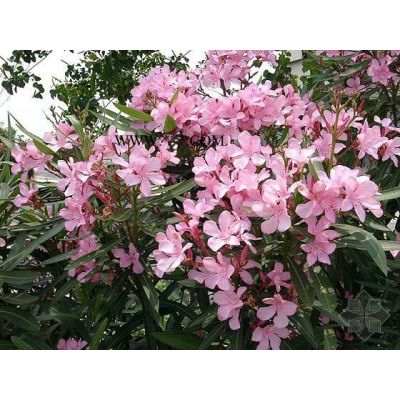紅葉石楠籬笆苗