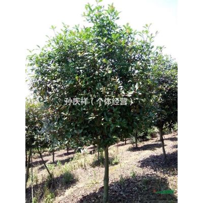 供應大批量高桿石楠，有需要聯系